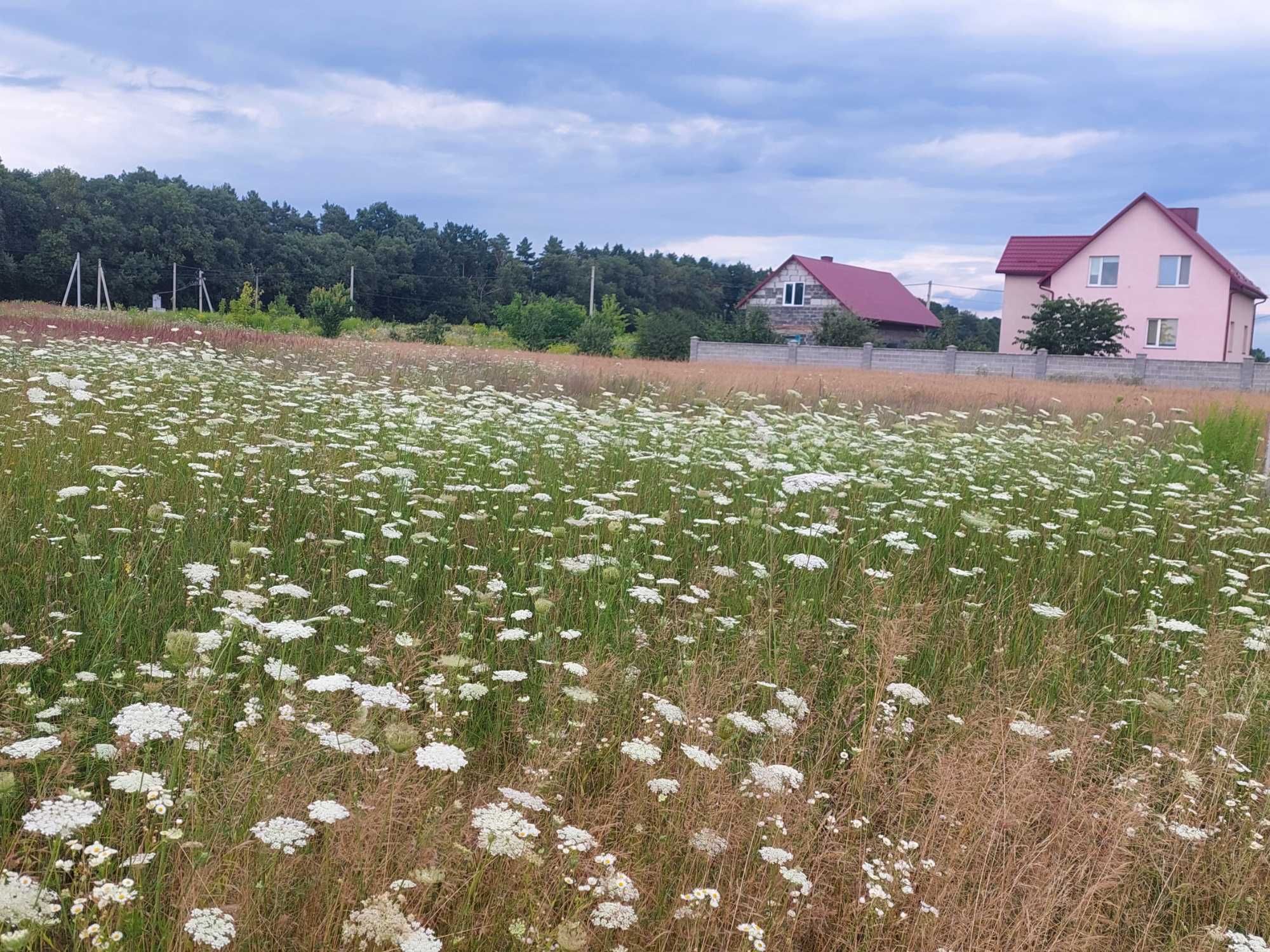 Продам рівну ділянку  перша лінія біля лісу