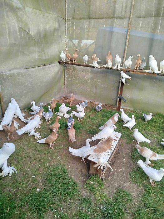 Gołębie Garłacze Pomorskie Kariery Rzeszowskie Niemiecki Wystawowy