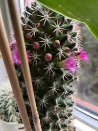 Piękny kaktus, średni, kwitnie