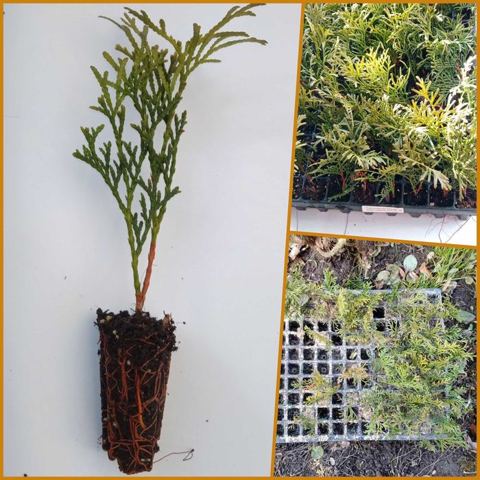 Ялівець Блу Ероу садженці, Туя Смарагд та Брабант садженці