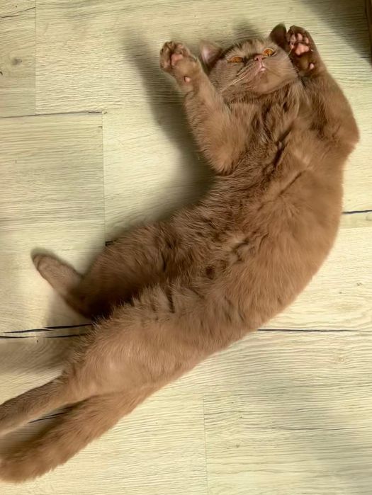 Gata canela british shorthair