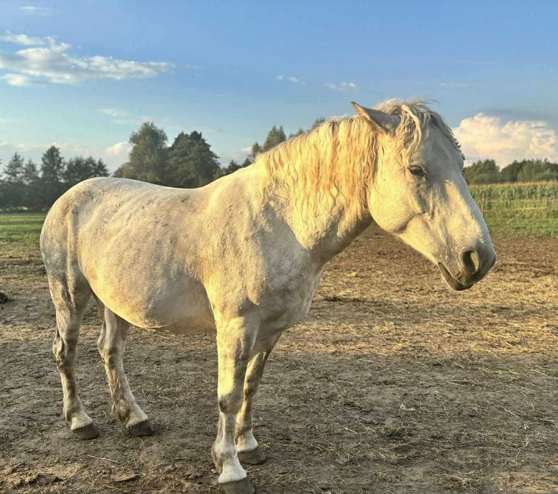 Szukamy domu dla Samby- adopcja bezpłatna