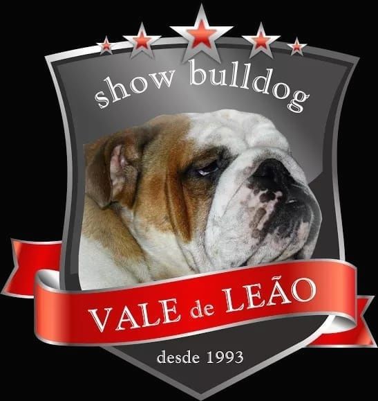 Bulldog Inglês - Macho com Lop, Afixo, garantia