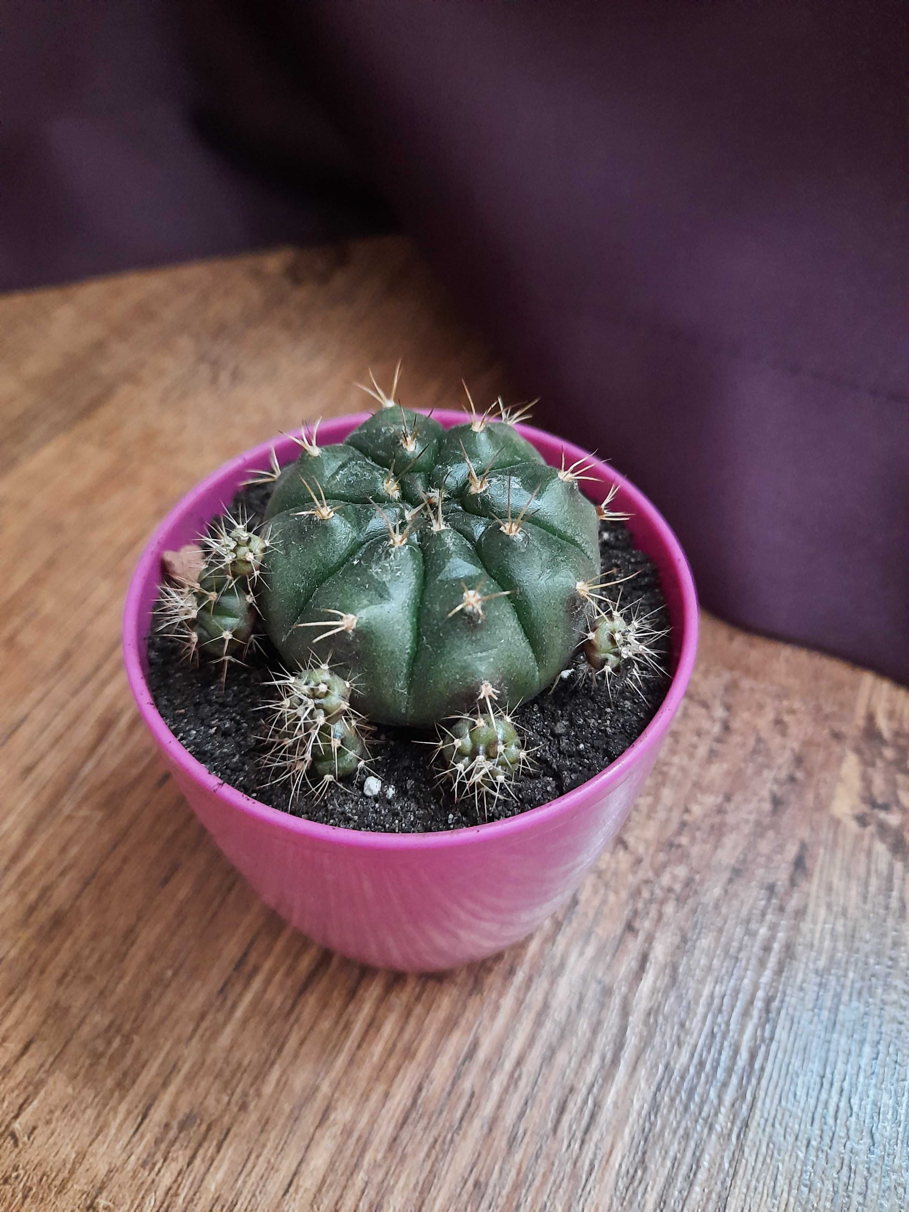 Gymnocalycium damsii, кактус, суккулент, сансевиерия, фикус.