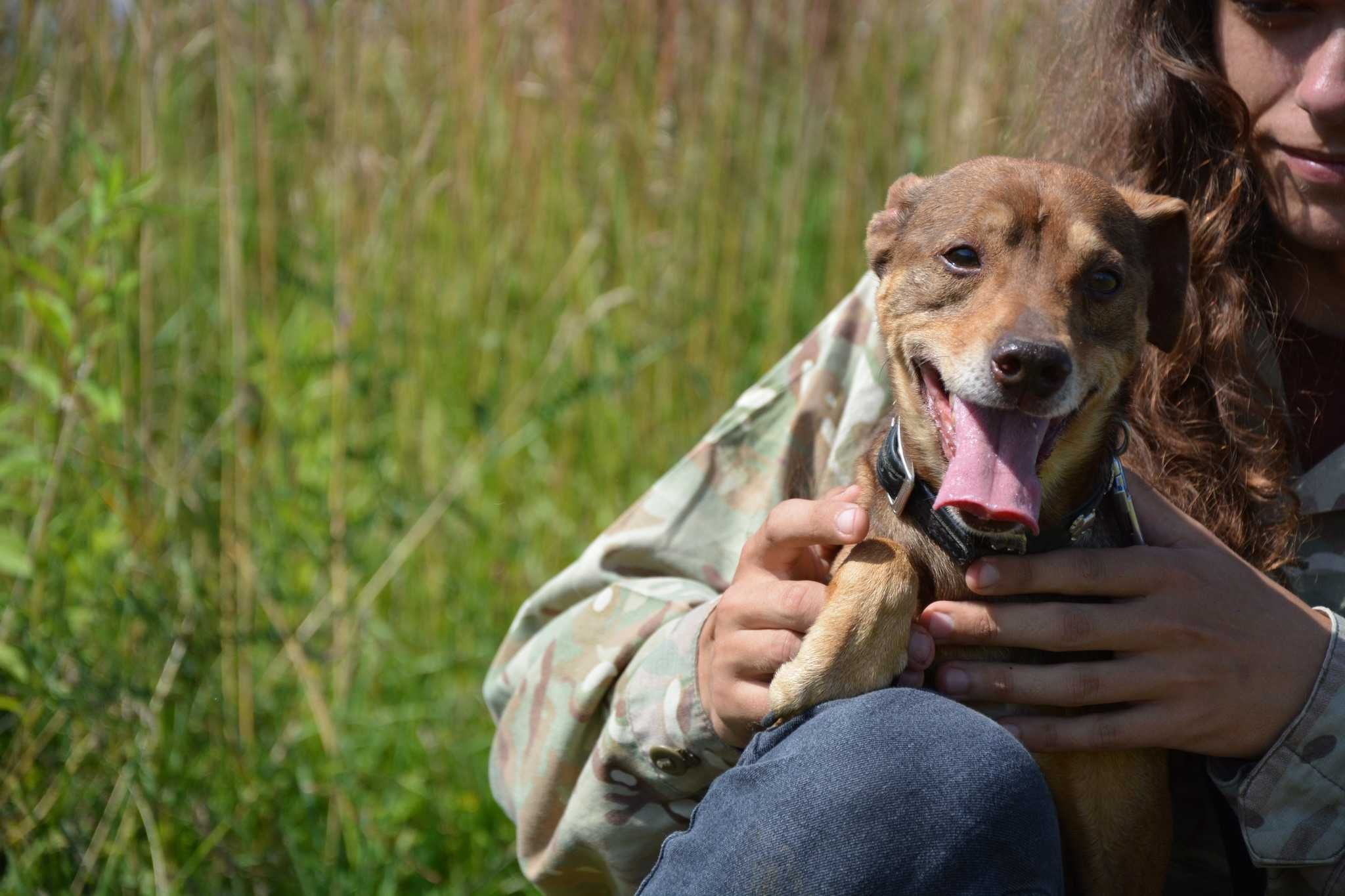 Snickers - mały przystojniak, pozna samotną Panią - adopcja