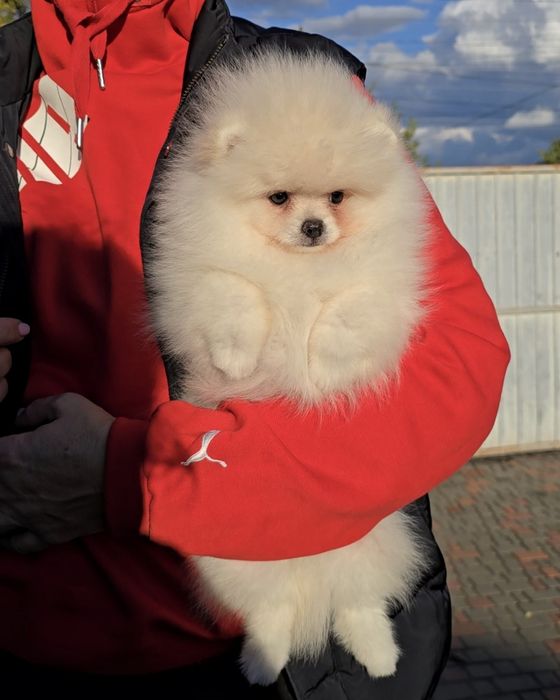 Нереально гарні ведмедики.