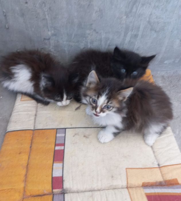 Котята в хорошие руки