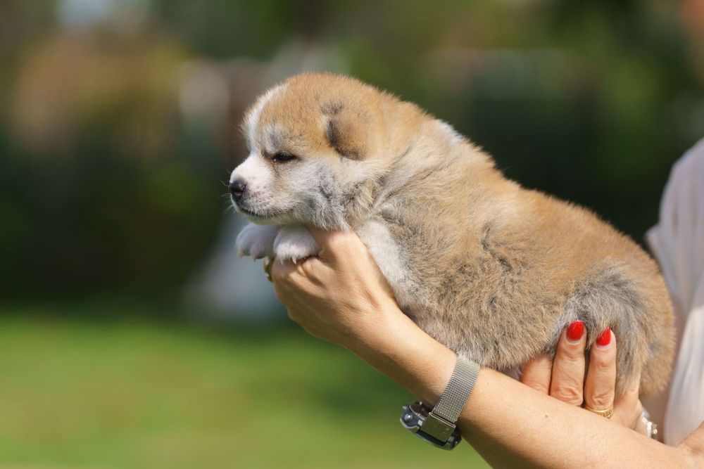 Akita, Akita Inu ZKwP FCI