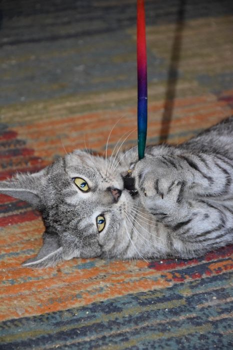 Przytulas cudowny dwu latek