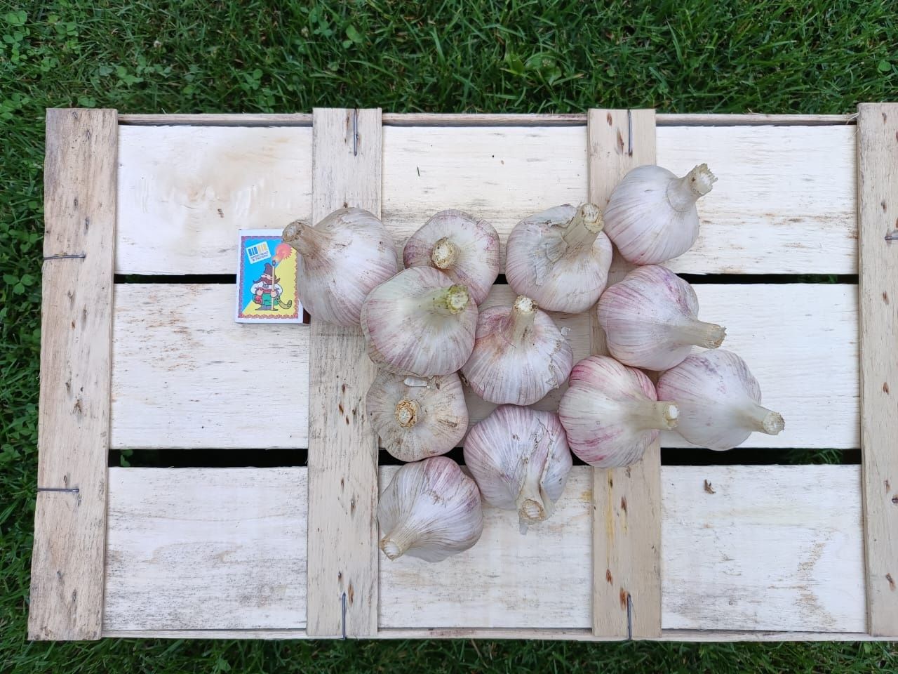 Продам часник, сорт Любаша
