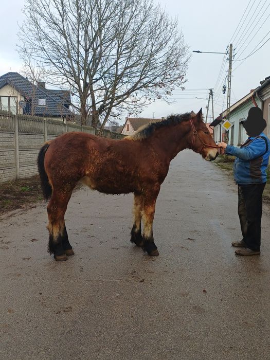 Źrebica 6 miesięcy