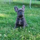 Suczka szuka samica Już do odbioru! Buldog francuski niebieski BLUE