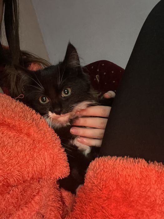 Віддамо кошеня в добрі руки