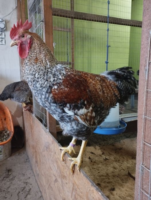 Півні Білефельдори