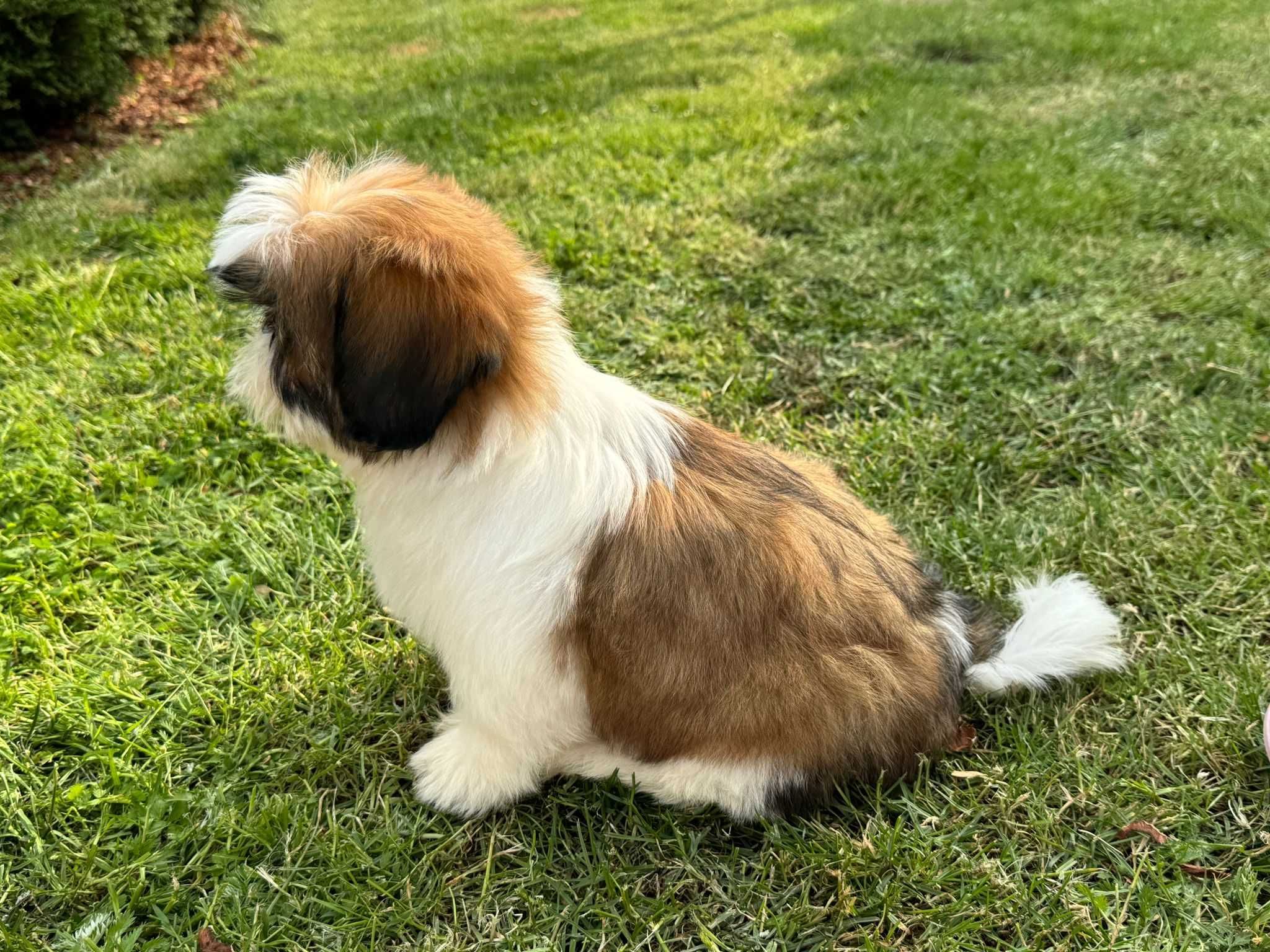 Piesek Shih-Tzu Tricolor • GOTOWY DO ODBIORU •