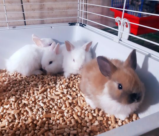 Карликовые мини кролики,міні декоративні, декоративные торчеушки