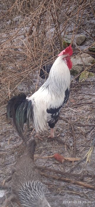 Італійський легорн срібний.Півень.