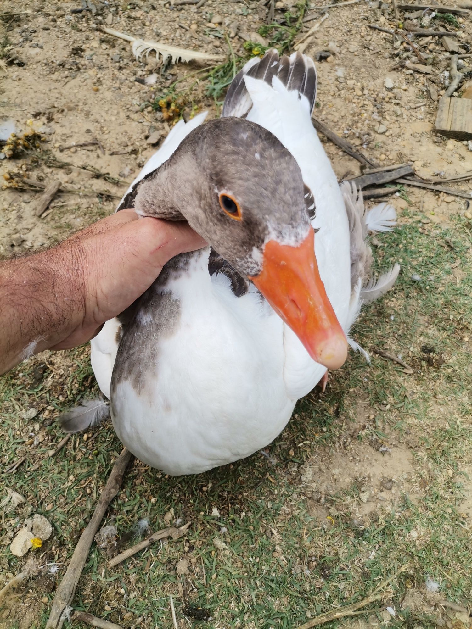 Patos gansos Toulouse vários tamanhos hos