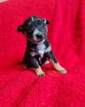 Margolcia do adopcji