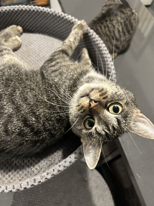 Havana pragnie domku