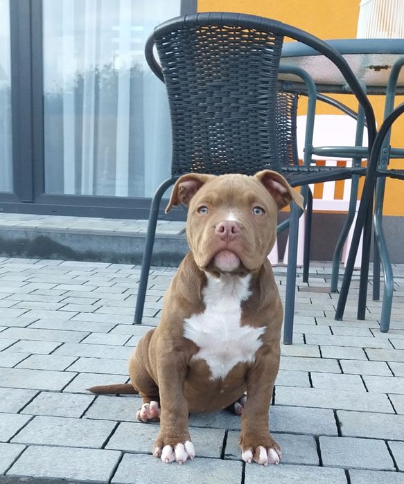 American Bully ABKC suczka