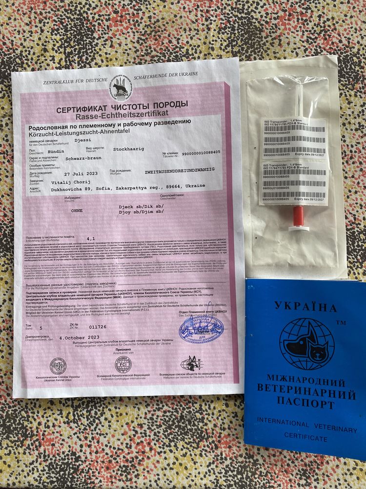 Чистокровна Німецька Овчарка.