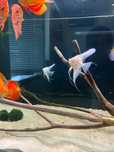 Skalar altum albino