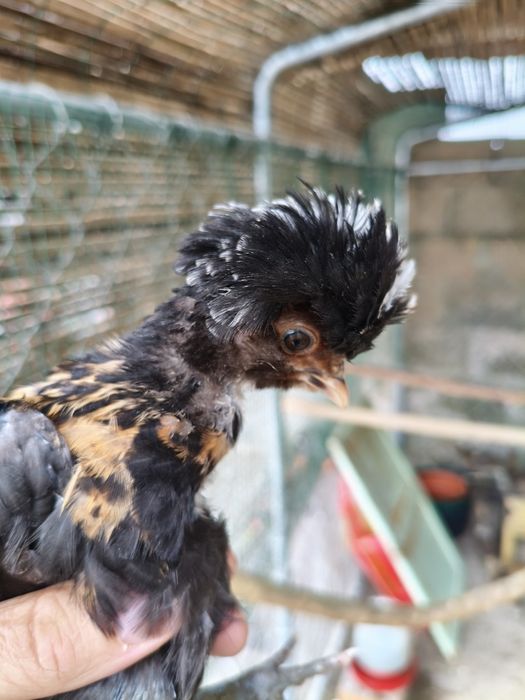 Vendo pintos Paduanas