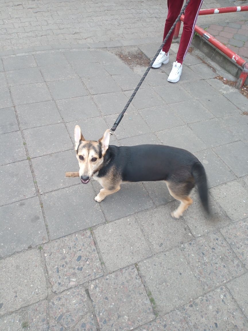 Zwierzęta oddam za darmo