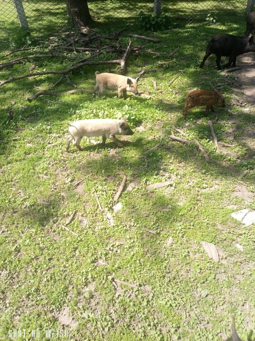 Поросята Мангалиця, мангал, льошка, кнурик