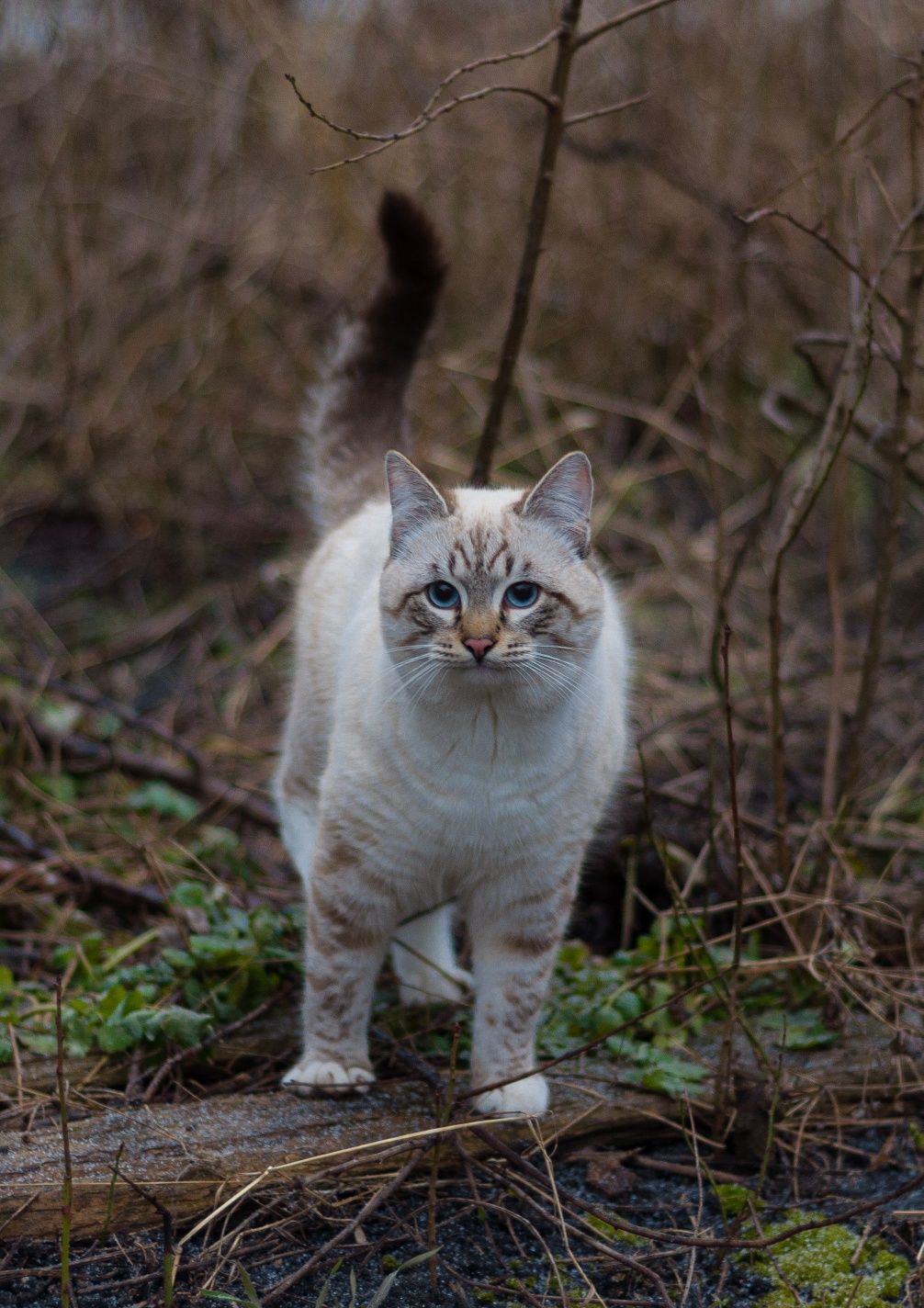 Тайские котята для вас