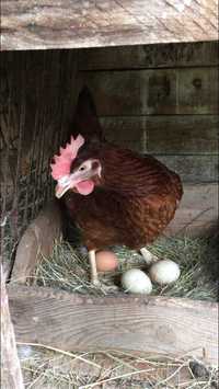 Домашні курячі яйця