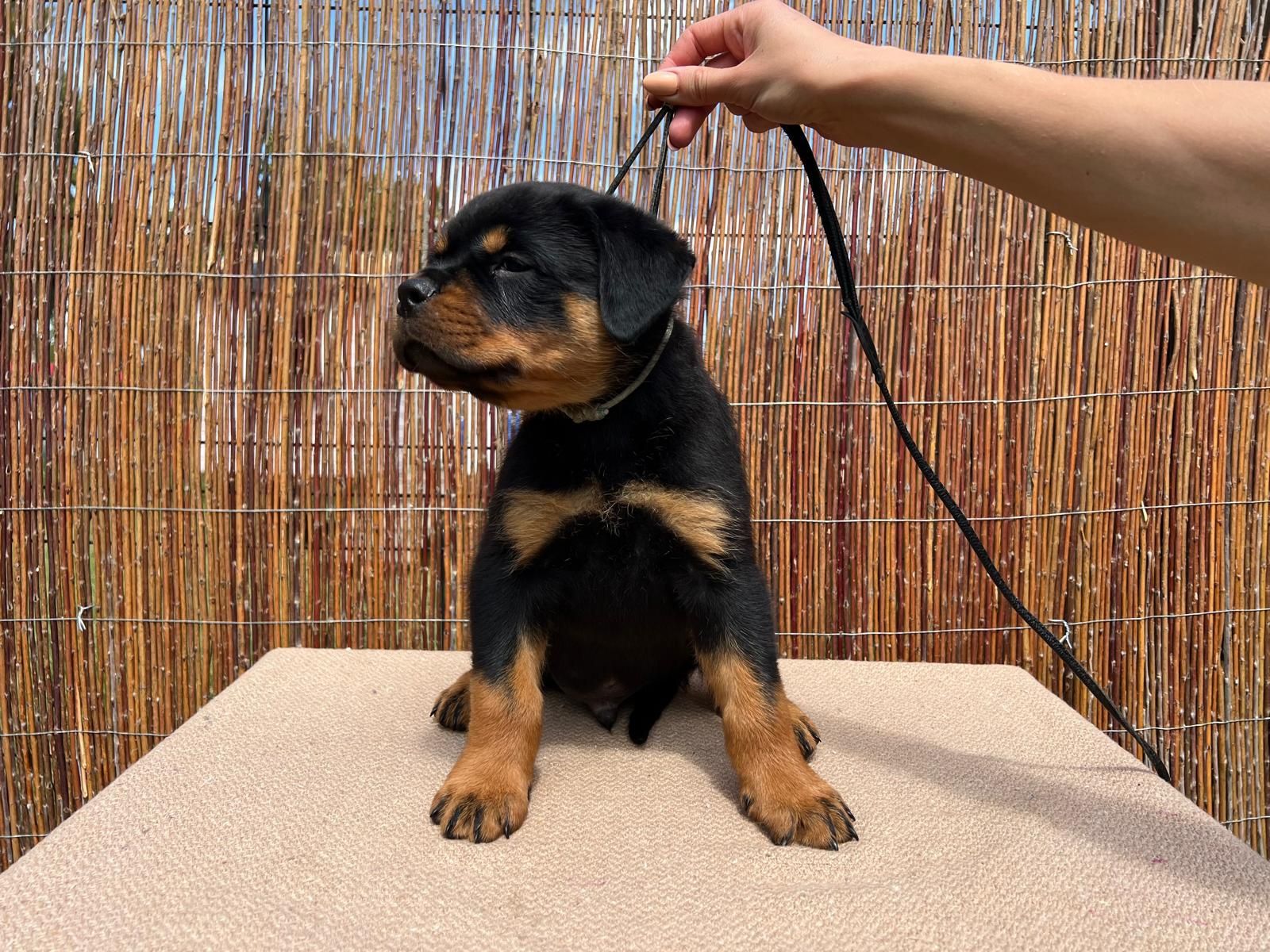 Rottweiler szczenię FCI ZKwP szczeniak pies TOP rodowód wystawy