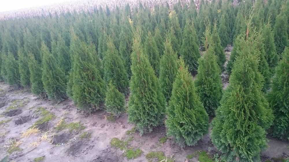 Tuja thuja szmaragd w doniczkach 160-180cm DOSTAWA