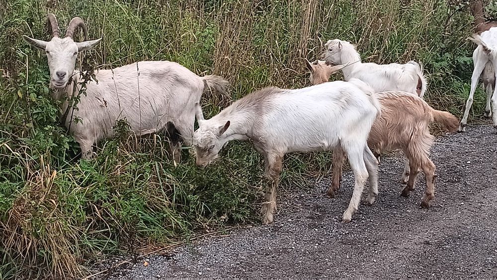 Młode  koziołki...