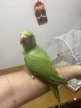 Ring neck domesticado