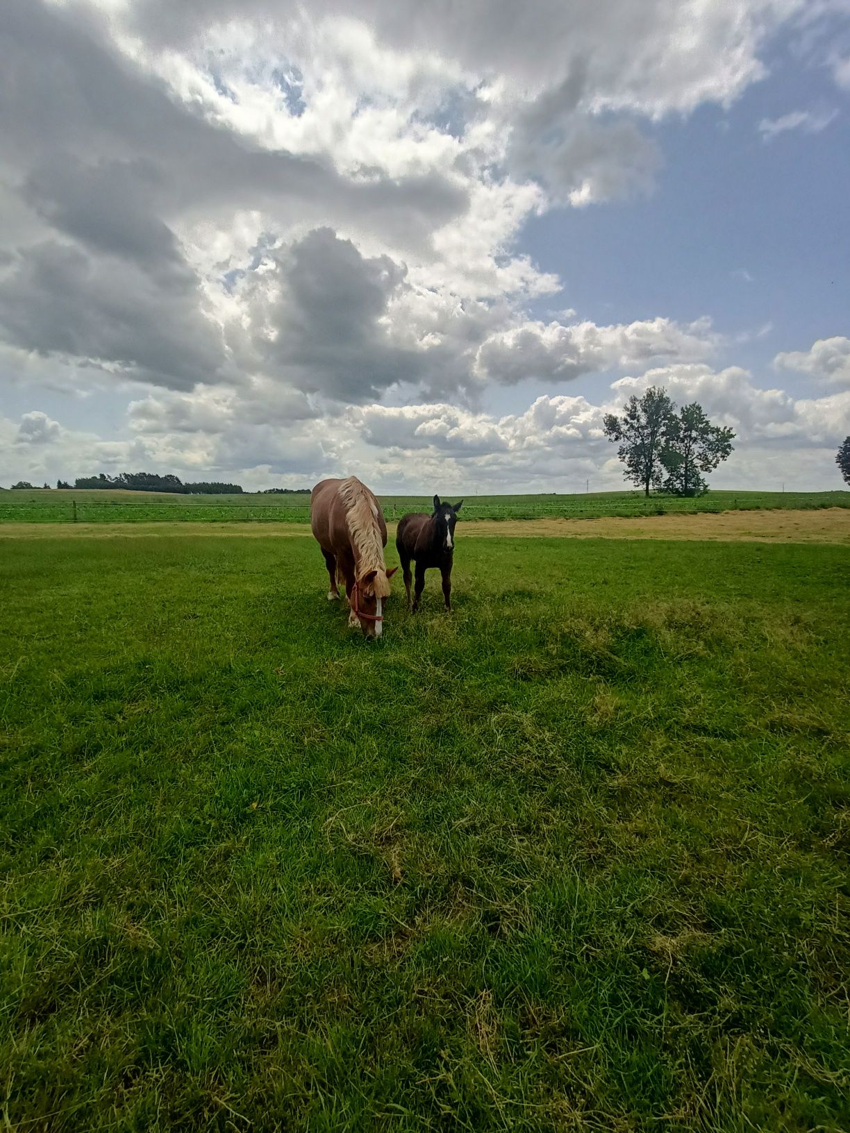 Sprzedam klacz że zrebakiem zimnokrwista