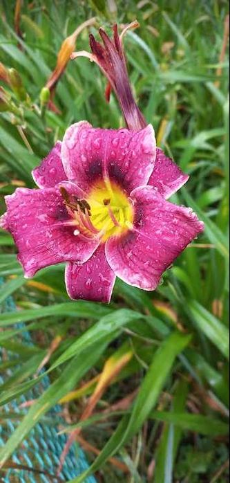 лілейник середній