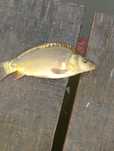 Karp narybek kroczek ryby