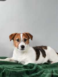 Samiec Jack Russell terier ZKWP/FCI