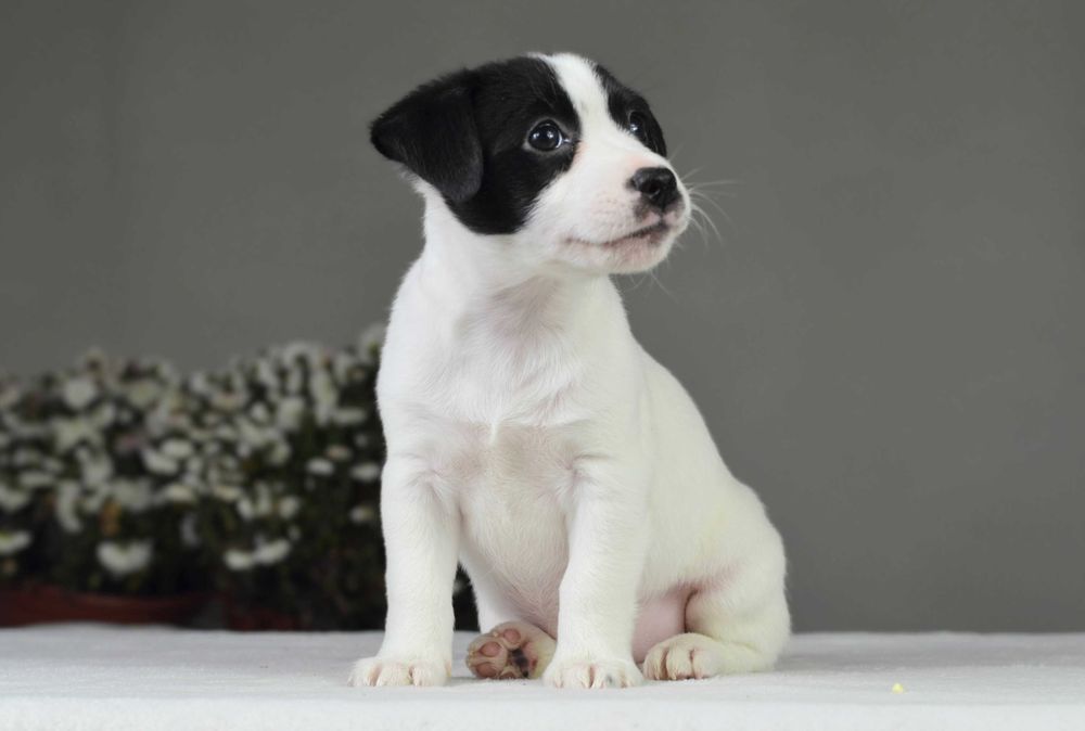 JACK RUSSELL Terrier gładkowłosa suczka niecodziennej urody ZKwP FCI