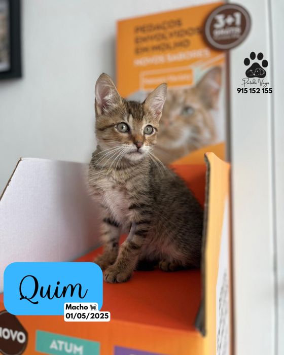 Gatinho tigrado para adoção (Quim)