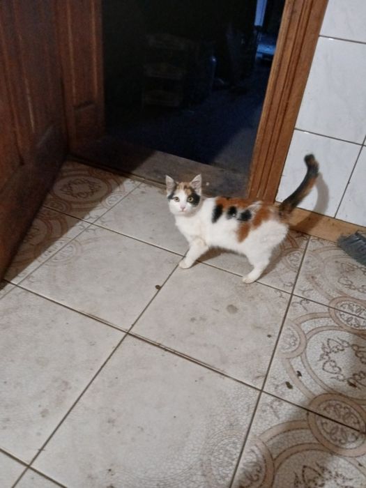 Oddam młodego kotka