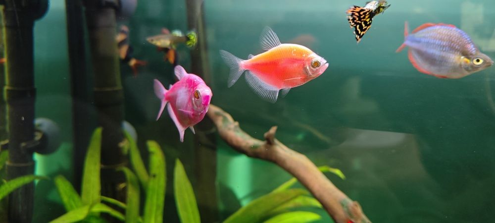 Żałobniczka(tetra)