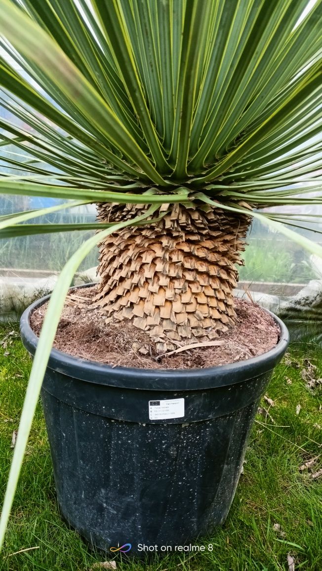 Juka Yucca Rostrata 130cm