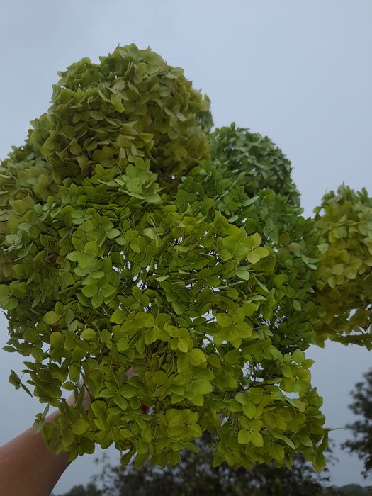 Гортензія сухоцвіт