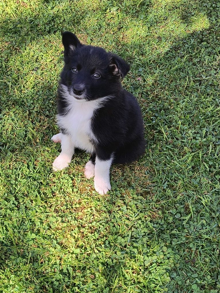 Suczka Border Collie czarno-biała