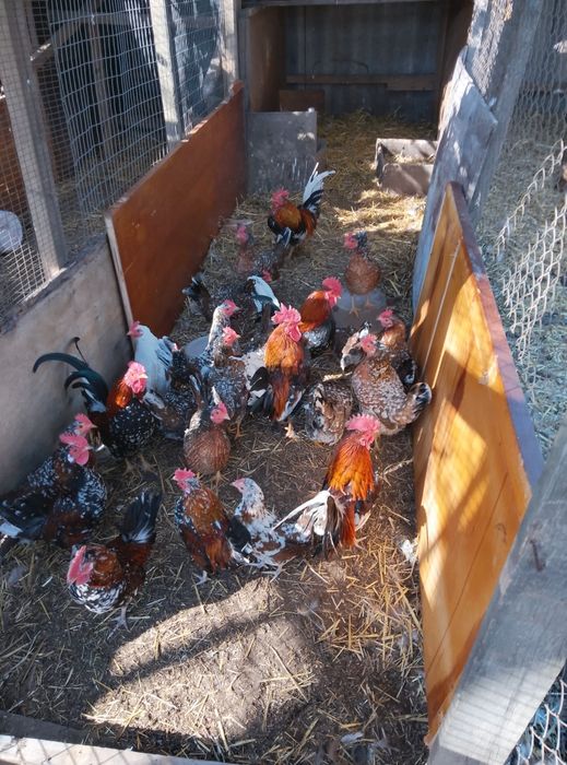 Півник,курочки,яйця,курчата.