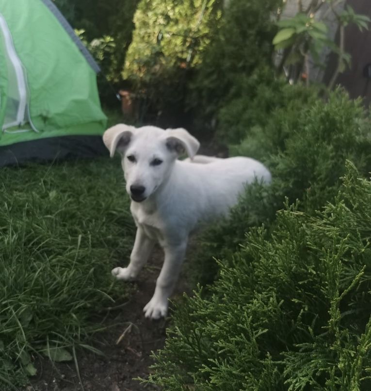 Piesek (bialy ) i suczka , szukaja domkow