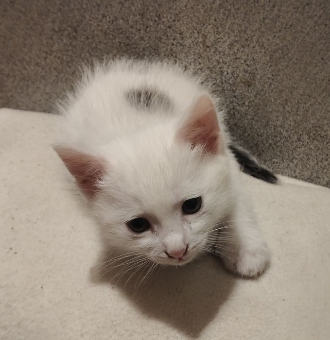 Отдам маленьких котят